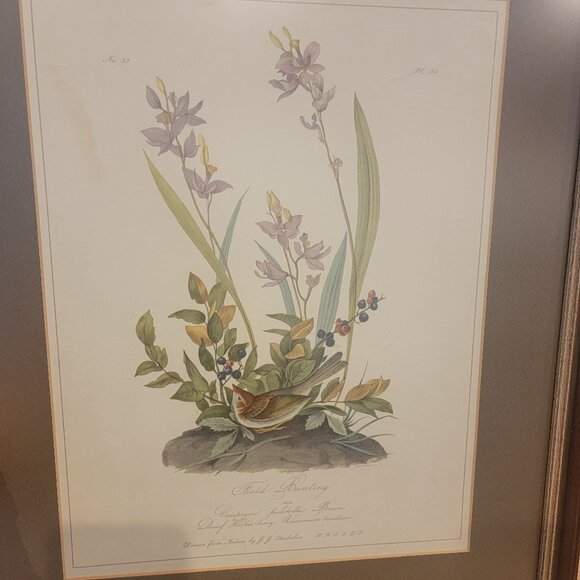 Field Bunting Print of Vintage Lithograph by JJ Audubon Matted & Framed - Picture 7 of 16